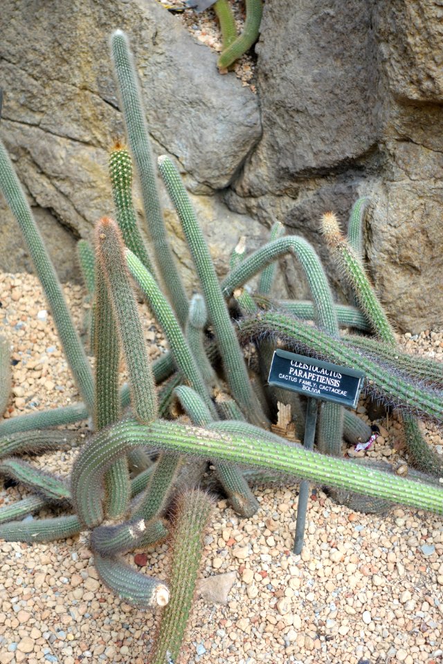 Cleistocactus parapetiensis - Brooklyn Botanic Garden - Brooklyn, NY - DSC08057