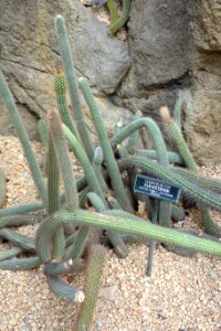 Cleistocactus parapetiensis - Brooklyn Botanic Garden - Brooklyn, NY - DSC08057