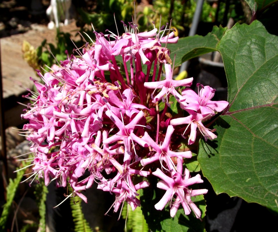 Clerodendrum bungei 3