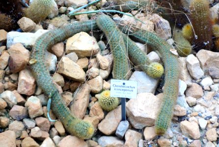 Cleistocactus icosagonus - Botanischer Garten, Dresden, Germany - DSC08886