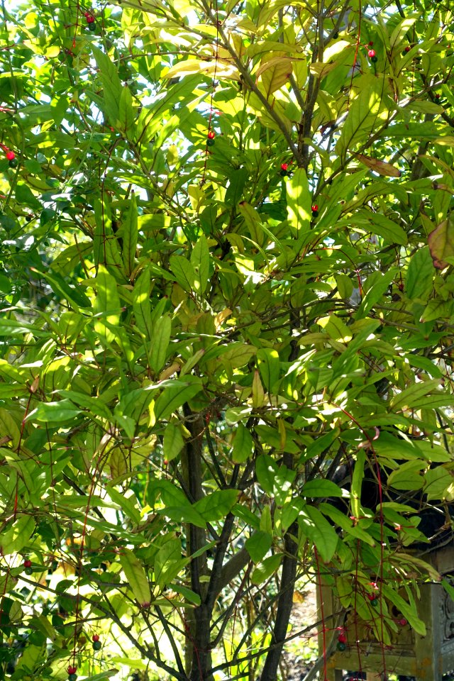 Clerodendrum schmidtii - Naples Botanical Garden - Naples, Florida - DSC09768