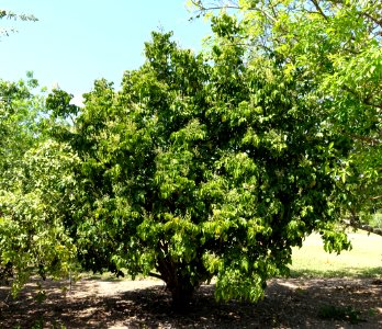 Clausena lansium - Fruit and Spice Park - Homestead, Florida - DSC08993