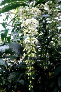 Clerodendrum laevifolium (Clerodendrum wallichii) - Brooklyn Botanic Garden - Brooklyn, NY - DSC08148