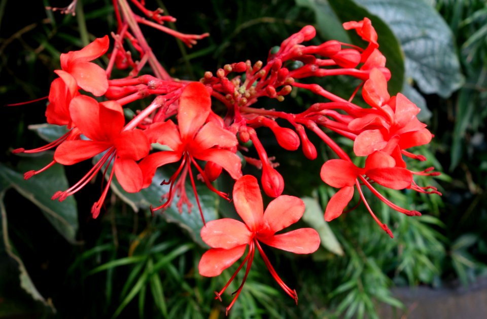 Clerodendrum speciosissimum - Brooklyn Botanic Garden - Brooklyn, NY - DSC08167