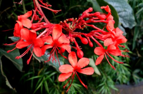 Clerodendrum speciosissimum - Brooklyn Botanic Garden - Brooklyn, NY - DSC08167