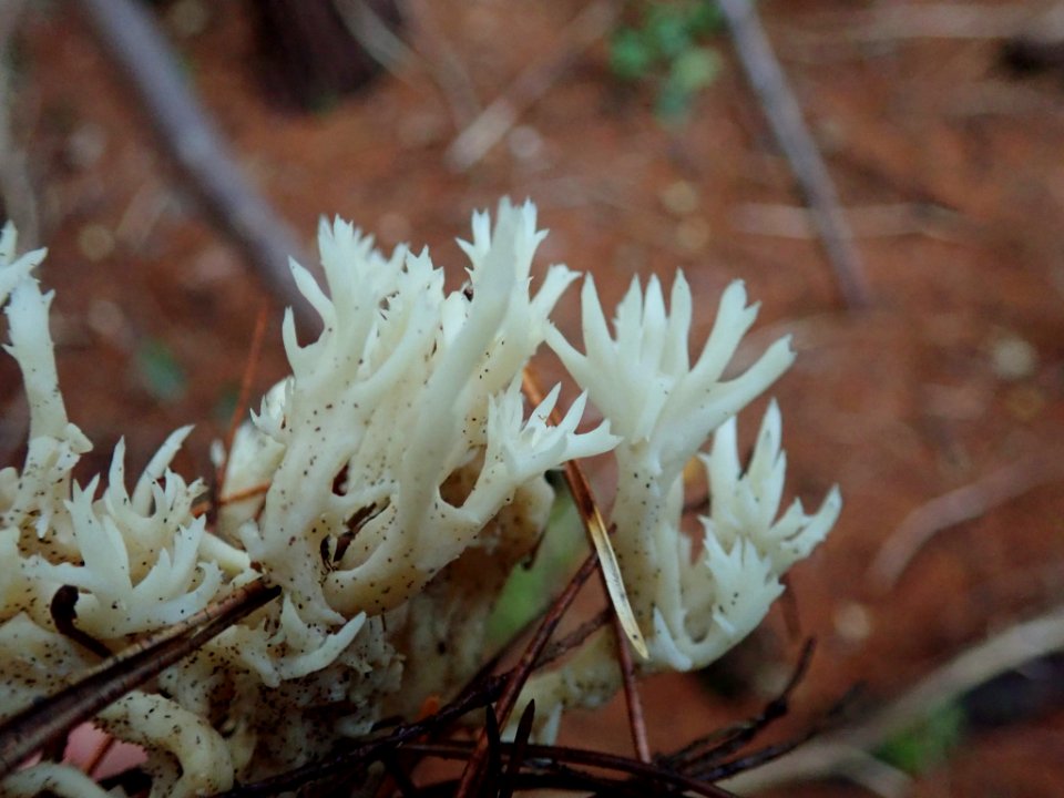 Clavulina coralloides 102452823
