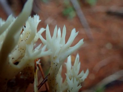 Clavulina coralloides 102452812