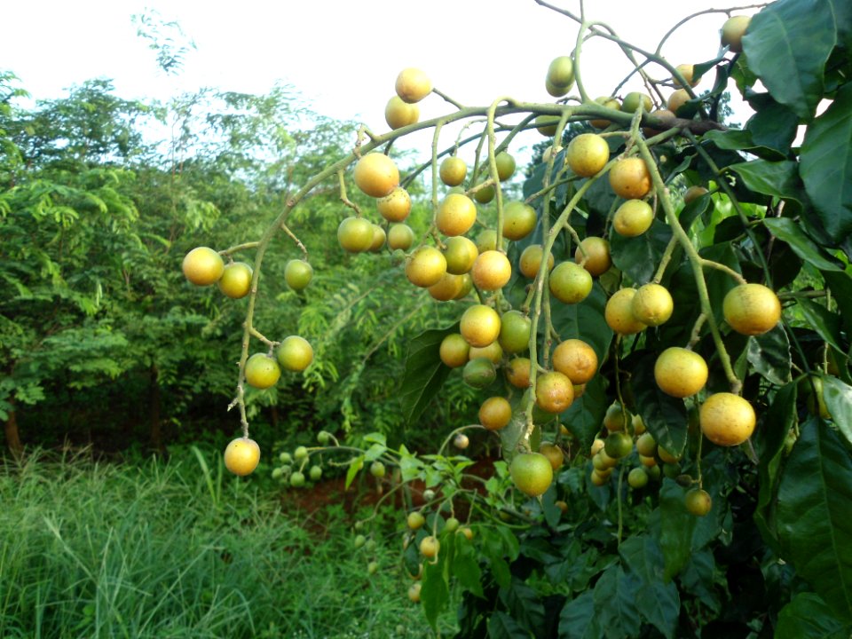 Clausena lansium in Hainan - 02