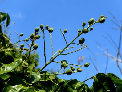 Clausena lansium - Fruit and Spice Park - Homestead, Florida - DSC09093