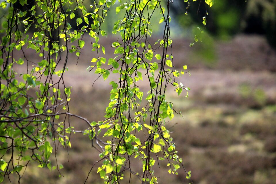 Birch lüneburg heath hiking