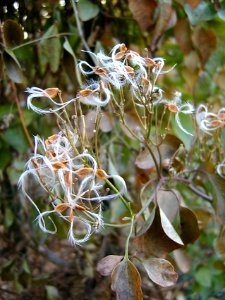 Clematis terniflora seeds 2019-11-25 Beechview 01
