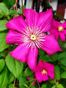 Clematis - Arlington, MA - 01