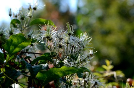 Clematis vitalba fruchtend