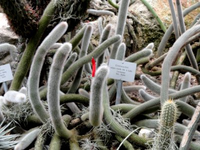 Cleistocactus vulpis-cauda - Palmengarten Frankfurt - DSC01763