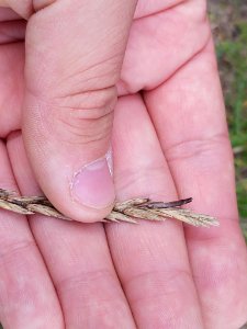 Claviceps purpurea 94478348