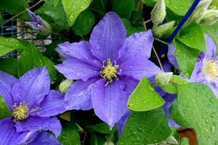 Clematis 'Zara' - DSC06472
