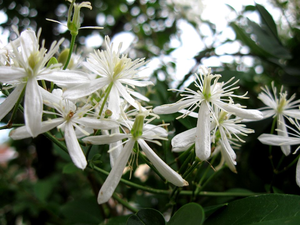Clematis terniflora, 2020-09-27, Beechview, 02