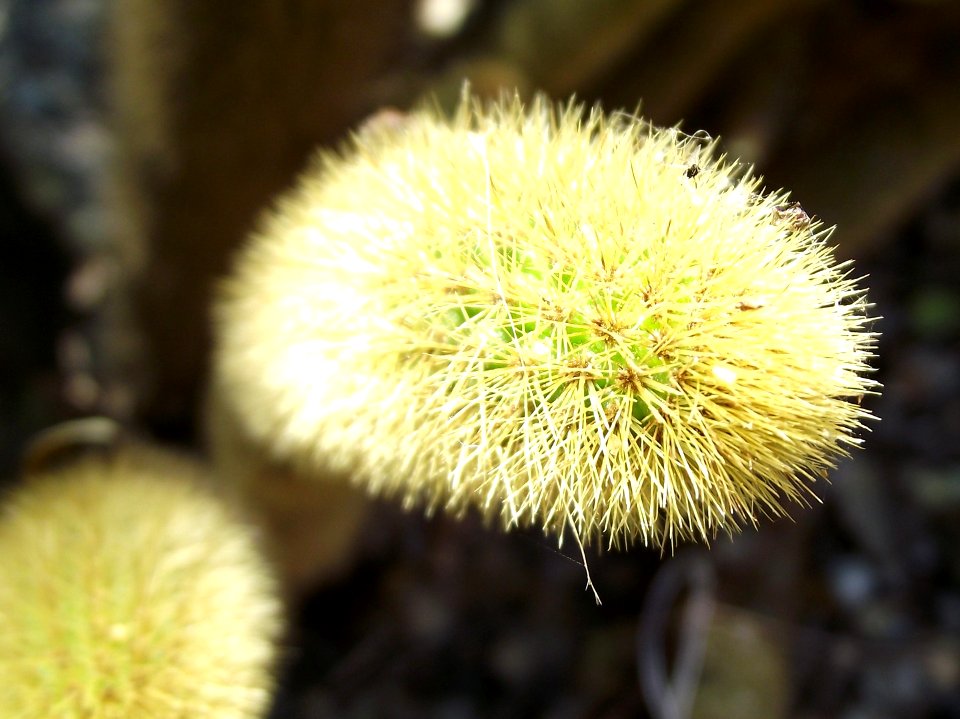 Cleistocactus winteri 2