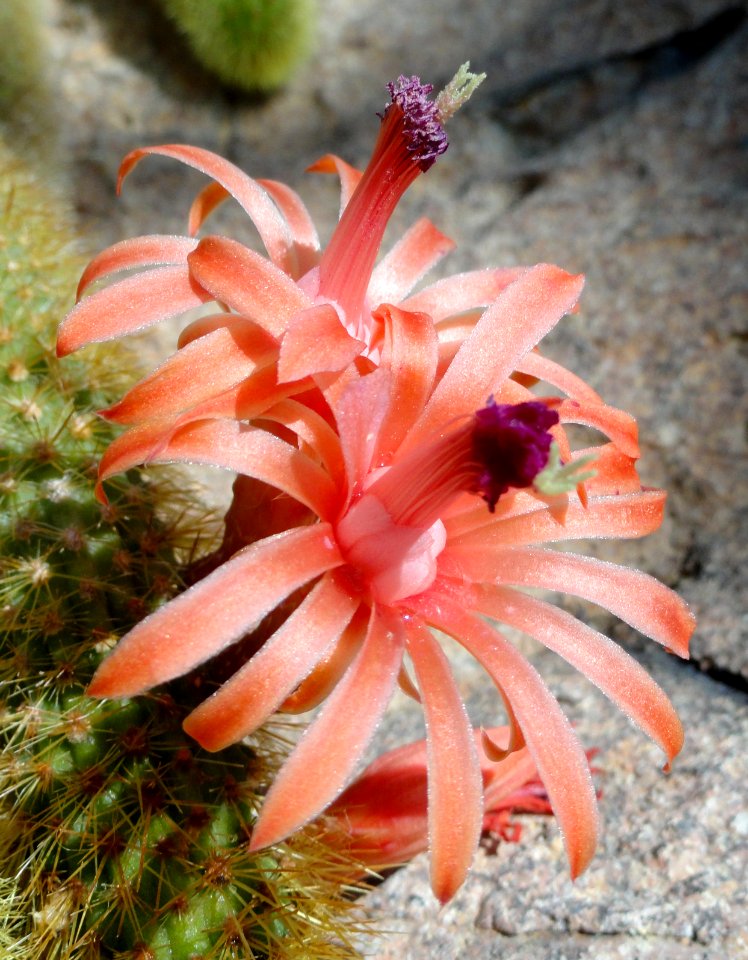 Cleistocactus winteri - United States Botanic Garden - DSC09533