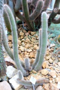 Cleistocactus tominensis - Botanischer Garten, Dresden, Germany - DSC08891