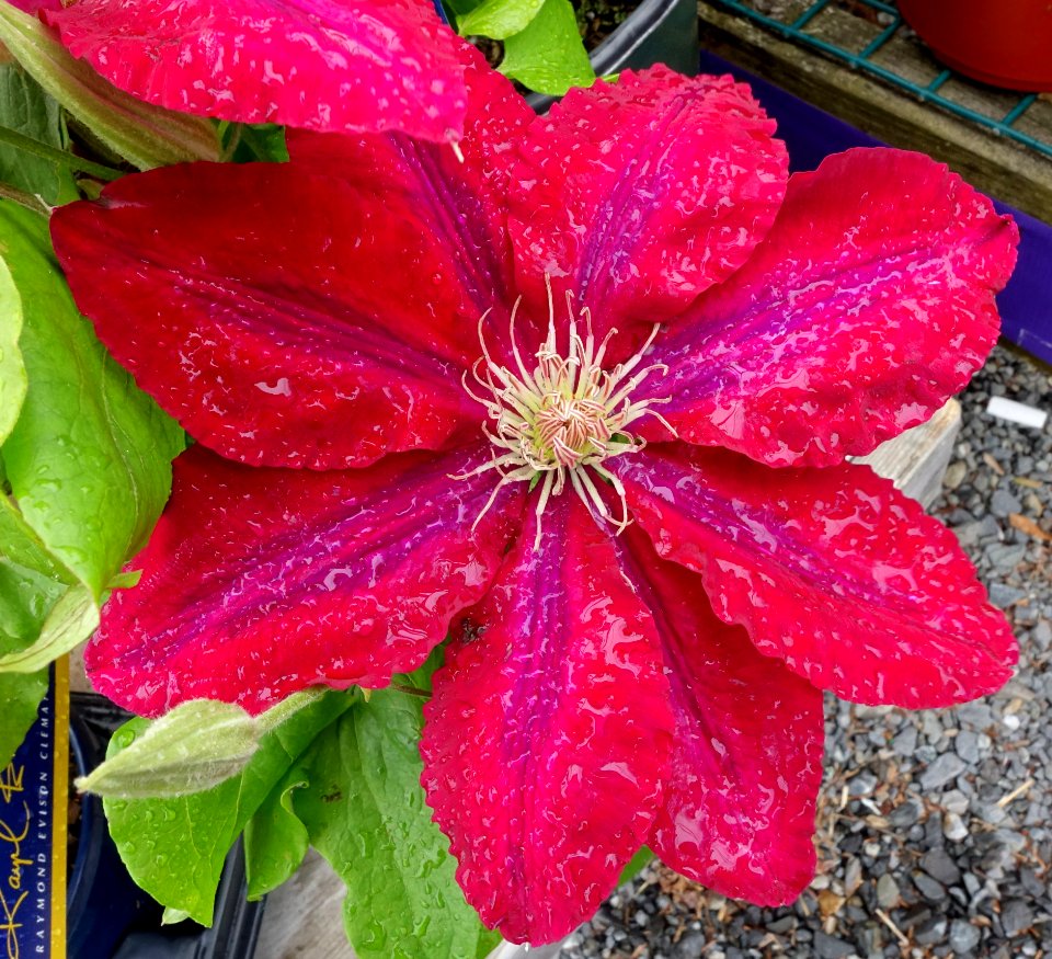 Clematis 'Rebecca' - DSC06468