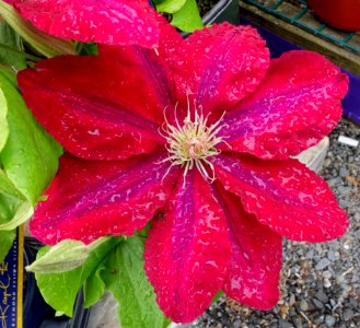 Clematis 'Rebecca' - DSC06468
