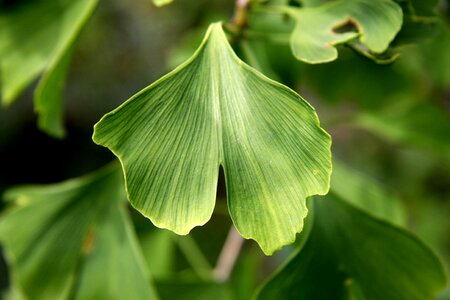 Gingko ginkgo biloba sheet