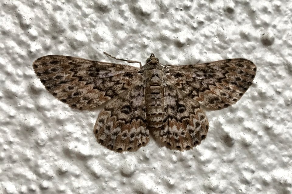Cleora sabulata