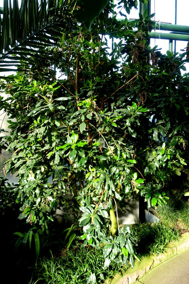 Clethra arborea - Wilhelma Zoo - Stuttgart, Germany - DSC01841