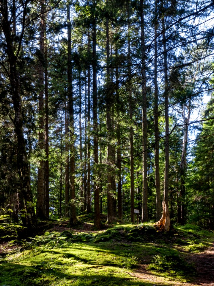Clearing with tree stump in Gullmarsskogen ravine 2