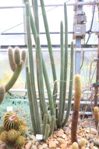 Cleistocactus morawetzianus - Botanischer Garten, Dresden, Germany - DSC08890