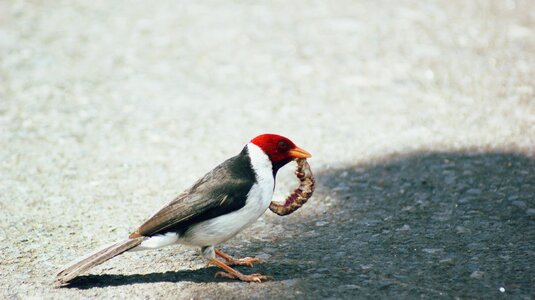 Woodpecker nature wood
