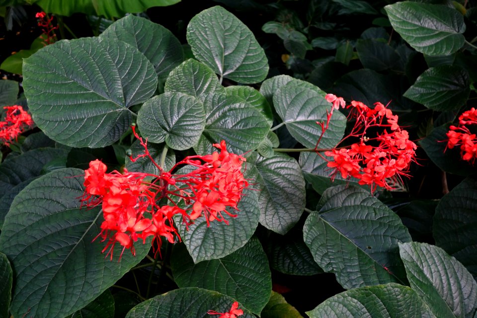Clerodendrum speciosissimum - Brooklyn Botanic Garden - Brooklyn, NY - DSC08160