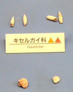 Clausiliidae - Osaka Museum of Natural History - DSC07738 photo
