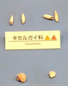 Clausiliidae - Osaka Museum of Natural History - DSC07738