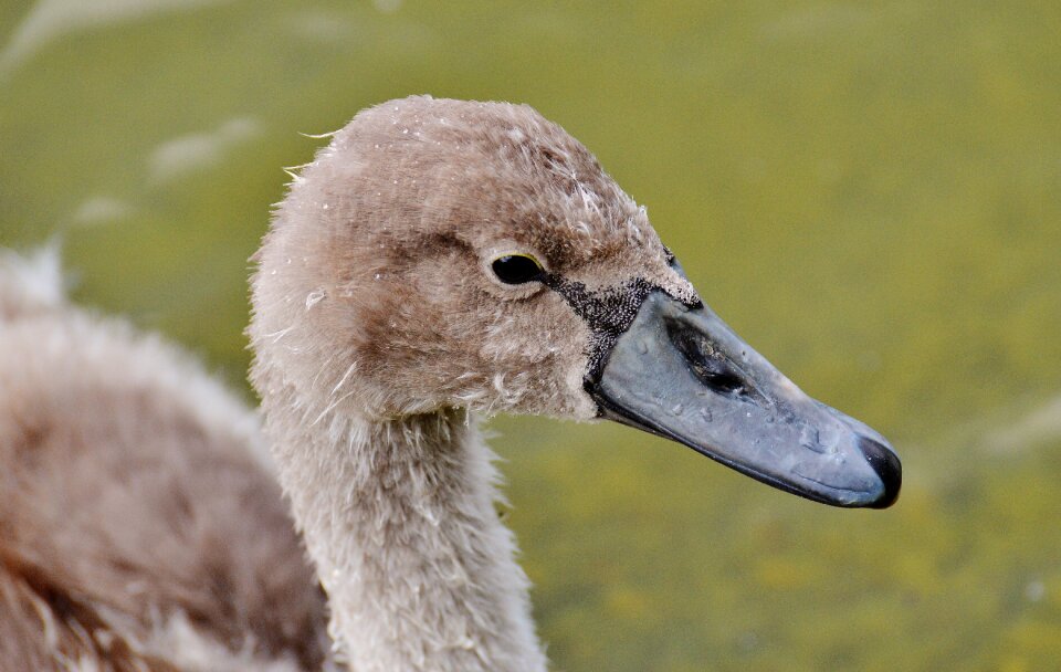 Waters water water bird
