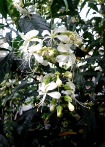 Clerodendrum laevifolium (Clerodendrum wallichii) - Brooklyn Botanic Garden - Brooklyn, NY - DSC08146