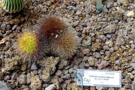 Cleistocactus sepium - Orto botanico - Rome, Italy - DSC00049