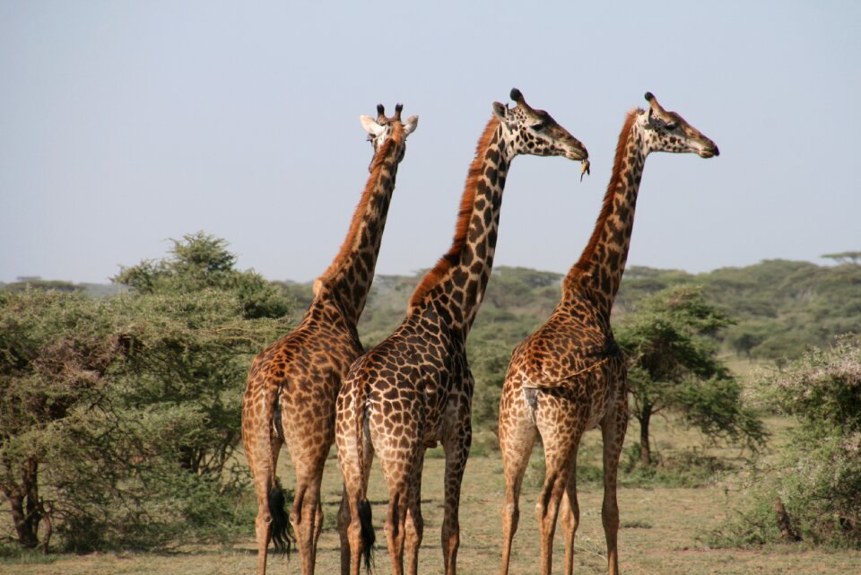 Wild savannah animal
