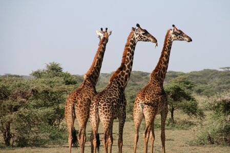 Wild savannah animal