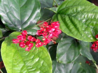 Clerodendrum splendens - Talcott Greenhouse - Mount Holyoke College - DSC04507
