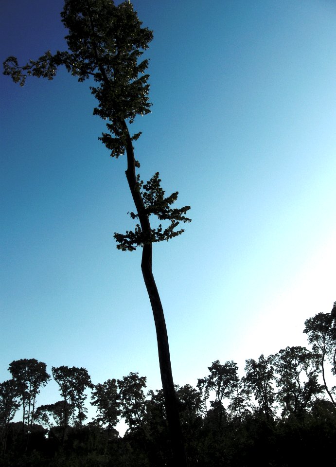 Clearing in Comana Forest, Giurgiu