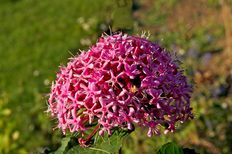 Clerodendrum bungei JdP