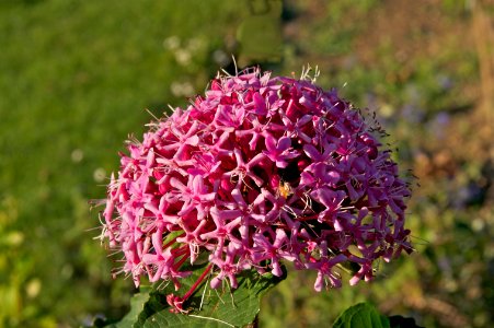 Clerodendrum bungei JdP