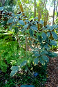 Clerodendrum quadriloculare 'Brandon' - Marie Selby Botanical Gardens - Sarasota, Florida - DSC01888