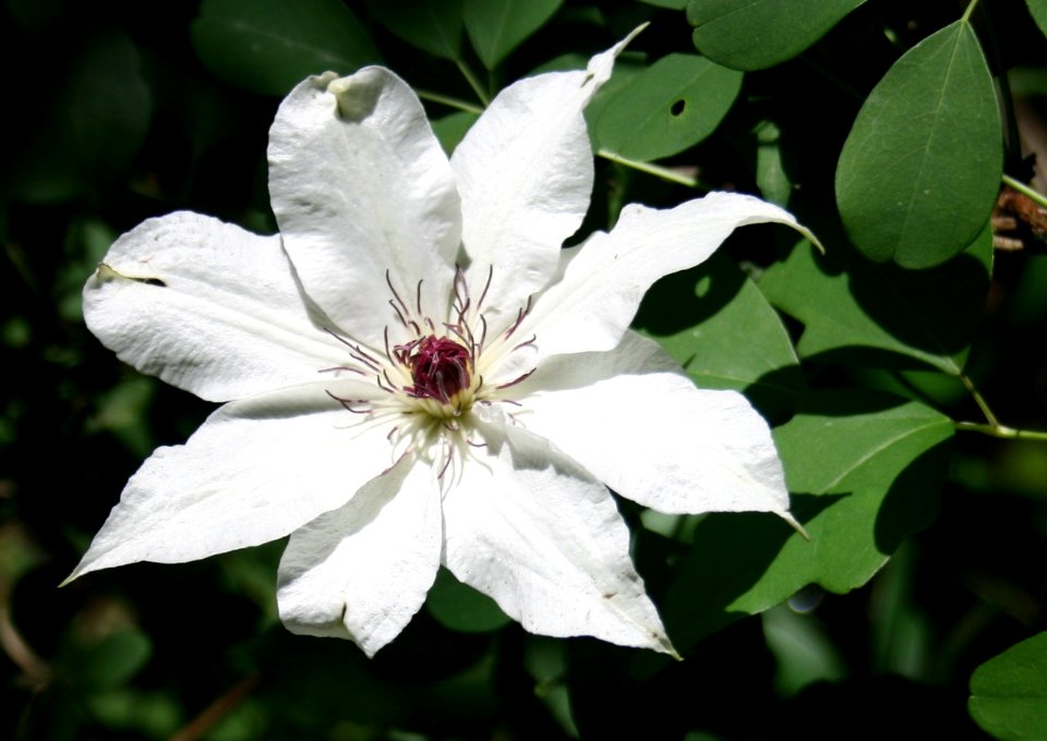Clematis patens in Imo Wetland 2011-05-14