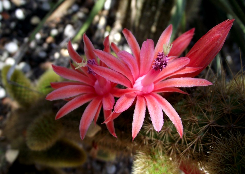 Cleistocactus winteri 1