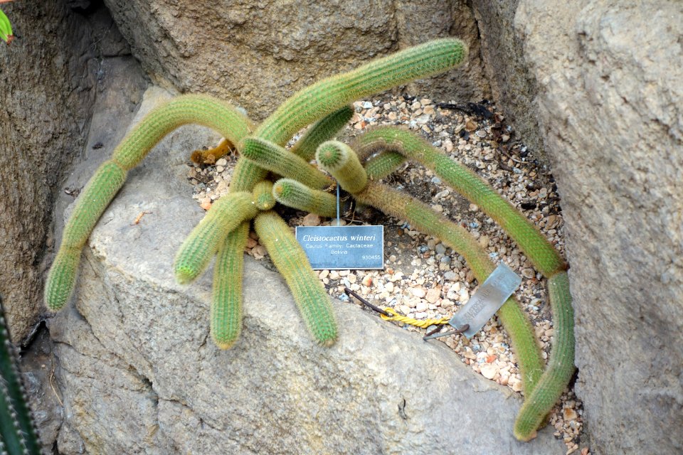 Cleistocactus winteri - Brooklyn Botanic Garden - Brooklyn, NY - DSC08060
