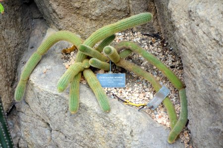 Cleistocactus winteri - Brooklyn Botanic Garden - Brooklyn, NY - DSC08060