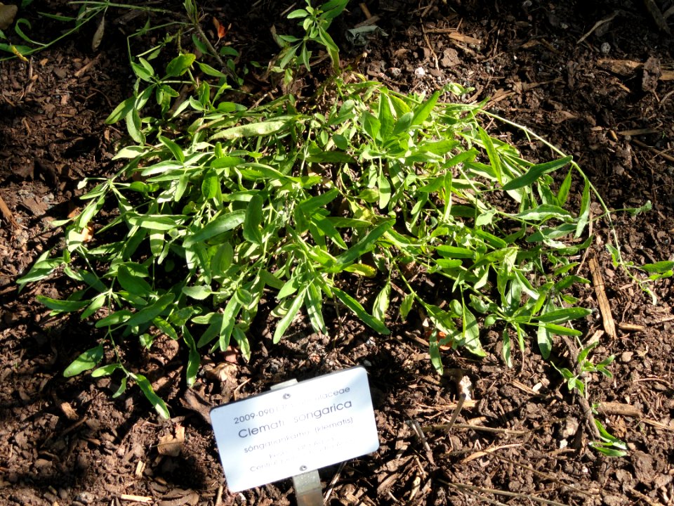 Clematis glauca - Botanical Garden in Kaisaniemi, Helsinki - DSC03448